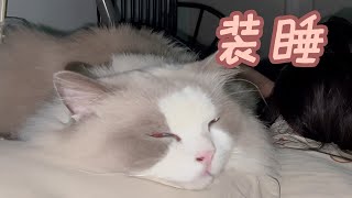 铲屎官打扰布偶猫睡觉，趁主人在修猫砂盆，实施报复踩头