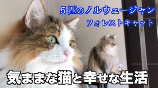 気ままな猫★ノルウェージャン5匹と幸せな生活　ノルウェージャンフォレストキャット