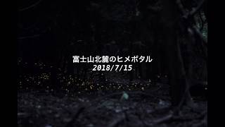 ヒメボタル 〜富士山北麓湖畔の森で撮影〜