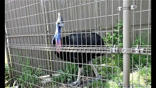 20210420 東武動物公園　ヒクイドリ