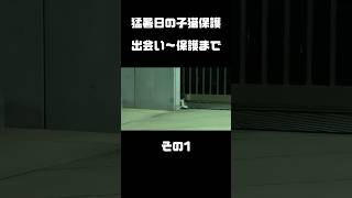 猛暑日の夜にガリガリに痩せ細った子猫を保護…その1（出会い#shorts