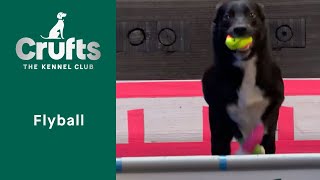 Flyball team - Last 16 | Crufts 2023