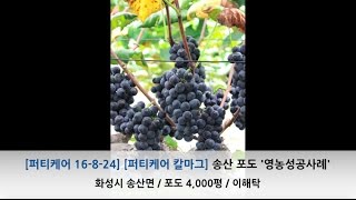 포도 전용비료가 정답?  칼슘 마그네슘 함유된 수입 관주용 비료로 해결