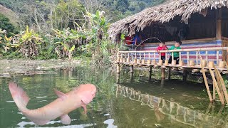 single mother and children caught big fish, cooked fish in bamboo tube | Ly tieu tieu