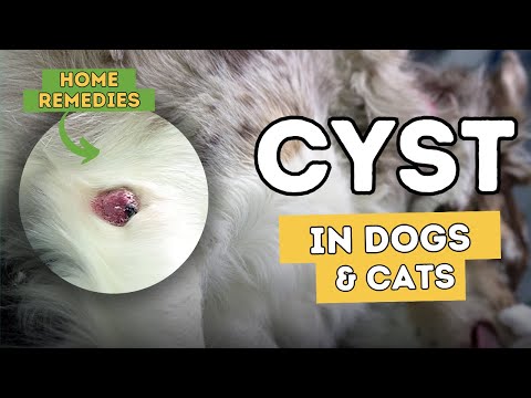 Cysts In Dogs and Cats: 5 Effective Natural Remedies Cysts In Dogs and Cats: 5 Effective Natural Remedies