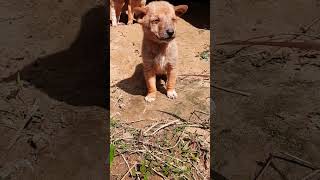 🥰 little dog অবলা পশুটি কিভাবে তাকিয়ে আছে আমার দিকে desi dog video by #littlemanu99