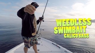 Fishing the Weedless Swimbait for Calico Bass - Yellowtail visitors