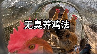 家庭无臭养鸡｜试过，可行！