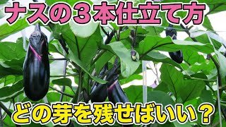 【ナスの分かりやい３本仕立て】どの芽を残せばいいの？大きさや収量が変わってきます！