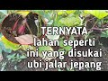 Cara Menentukan Lahan Yang Cocok Untuk Ubi Jalar Jepang