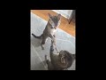 猫の喧嘩映像集。喧嘩しているのを止めるのは危険？！