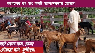 ছাগলের রং ডং সবই ভাল |দরদাম কেমন|চৌয়ারা হাট|কুমিল্লা। goat price in Bangladesh