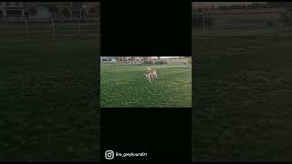 fire greyhound01/check my vlog/subscribe chanmel/pavi/harry/dog races