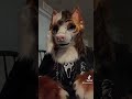 she said she wants the chicken burger. furry fursona fursuit fursuiter furries