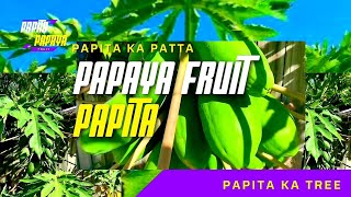 Grow Papaya 🫒 Tree 🌳 at Home 🏡| #shorts #papayatree #papayafruit #papita #papitakefayde #funtimepass