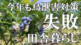 【鳥獣被害】今年も畑に入られてしまいました！幻の山菜シオデ採りと里山の果実グミとブルーベリー栽培｜村暮らし｜移住｜料理【標高800ｍの田舎暮らし】