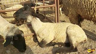 DIFFERENT BREEDS OF SHEEP AND GOATS, ACTOPAN HIDALGO LIVESTOCK SQUARE, THE LAND OF BARBECUE.