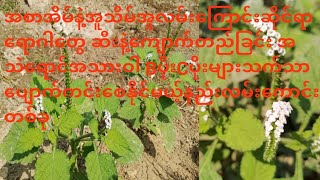 အစာအိမ်နဲ့အူလမ်းကြောင်းဆိုင်ရာရောဂါဆီးဝမ်းချုပ်ခြင်း ကျောက်တည်ခြင်းအသဲယောင်အသားဝါBပိုးCပိုးများတွက်