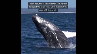 Humpback Whale Breaks Record