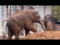 雨が気持ちよくて砂山にゴロンゴロンしちゃうアルンくん😁　11月21日 上野動物園　アジアゾウ