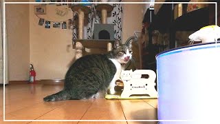 ダイエット中なのに他猫のカリカリを盗み食いしてしまう可愛い猫