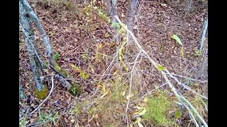 HUMAN REMAINS FOUND IN GREENE COUNTY