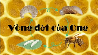 Life Cycle | Vòng đời của Ong