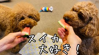 欲を全力で我慢する犬の葛藤が笑えたw【トイプードルそぼろ＆ニコ】