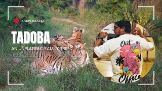 Unexpected Adventures: Tadoba’s Tigress Choti Tara and Her Cubs + Rare Tiger Sighting!