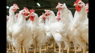 Bird flu and public health - ಕೋಳಿ ಶೀತಜ್ವರ ಮತ್ತು ಸಾರ್ವಜನಿಕ ಆರೋಗ್ಯ