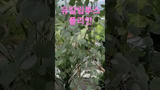 헬로우가든마켓 유칼립투스폴리안