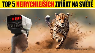 TOP 5 nejrychlejších ZVÍŘAT NA SVĚTĚ