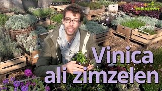 Vinca ali zimzelen