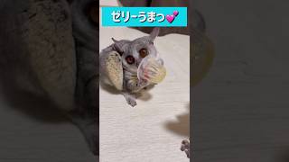 Bushbaby リアムReum🐒久しぶりのゼリーにご満悦✨#shots #ショウガラゴ #おさるさん #ブッシュベイビー #bushbaby #おやつ