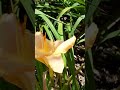 Daylilies are The Gold of my Garden