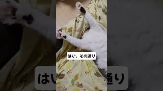 猫あずき　寝相がおもしろ　見ると幸せな気分に #cat #猫 #ねこ