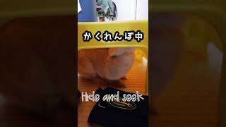 うさぎのかくれんぼ🐰Rabbits hide and seek