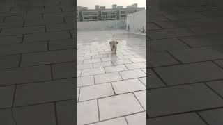 dogs in slow motion 🥰❤️#shorts #dog