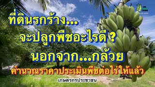 ที่ดินรกร้าง..ปลูกพืชอะไรดี? นอกจากกล้วย คำนวณราคาพืชต่อไร่