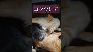 我が家の休日② #チワワ#犬#わんこ#ワンコ#コタツ#いぬのいる暮らし#犬のいる暮らし#shorts