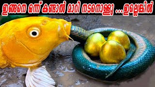 നിങ്ങൾ ഈ മീനിനെ നിലത്ത് കണ്ടാൽ, അത് എടുക്കരുത്| ലോകത്തിലെ ഏറ്റവും അപകടകാരികളായ മൽസ്യങ്ങൾ