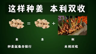 这样种生姜 本利双收#种姜#种生姜#耐寒区八区