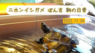 ニホンイシガメのぽん吉朝の日常(2022.11.04)