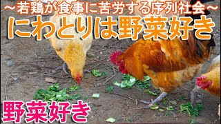 ニワトリは白菜好き～大好物の冬野菜を苦労して食べる名古屋コーチンの若雌鶏～