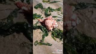 Catching Seafood 🐟🦀🐙🐢 Deep Sea Octopus (Catch Crab, Catch Fish) - Tik Tok # 210