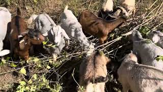 Homesteading Day 45: Goats are clearing out the paddock. Found a huge mushroom! 10/11/24