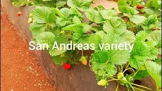 Benefits of Strawberries- San Andrea Variety.