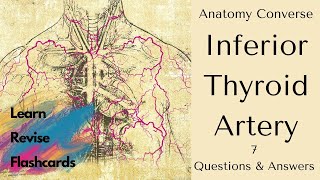 Inferior Thyroid Artery Anatomy 7 QA