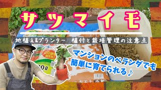 【さつまいも21’_定植と栽培管理】プランターでも美味しい芋が出来る