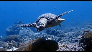 Scuba Dive at SD Point Bali